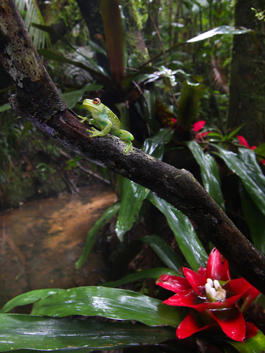 Aplastodiscus leucopygius, an aquatic-breeding frog.