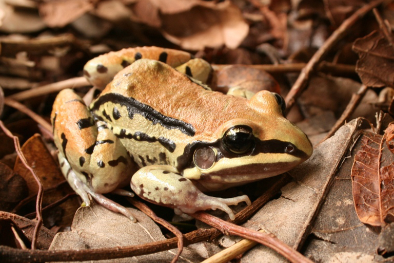 Leptodactylus mystacinus, an aquatic-breeding frog.