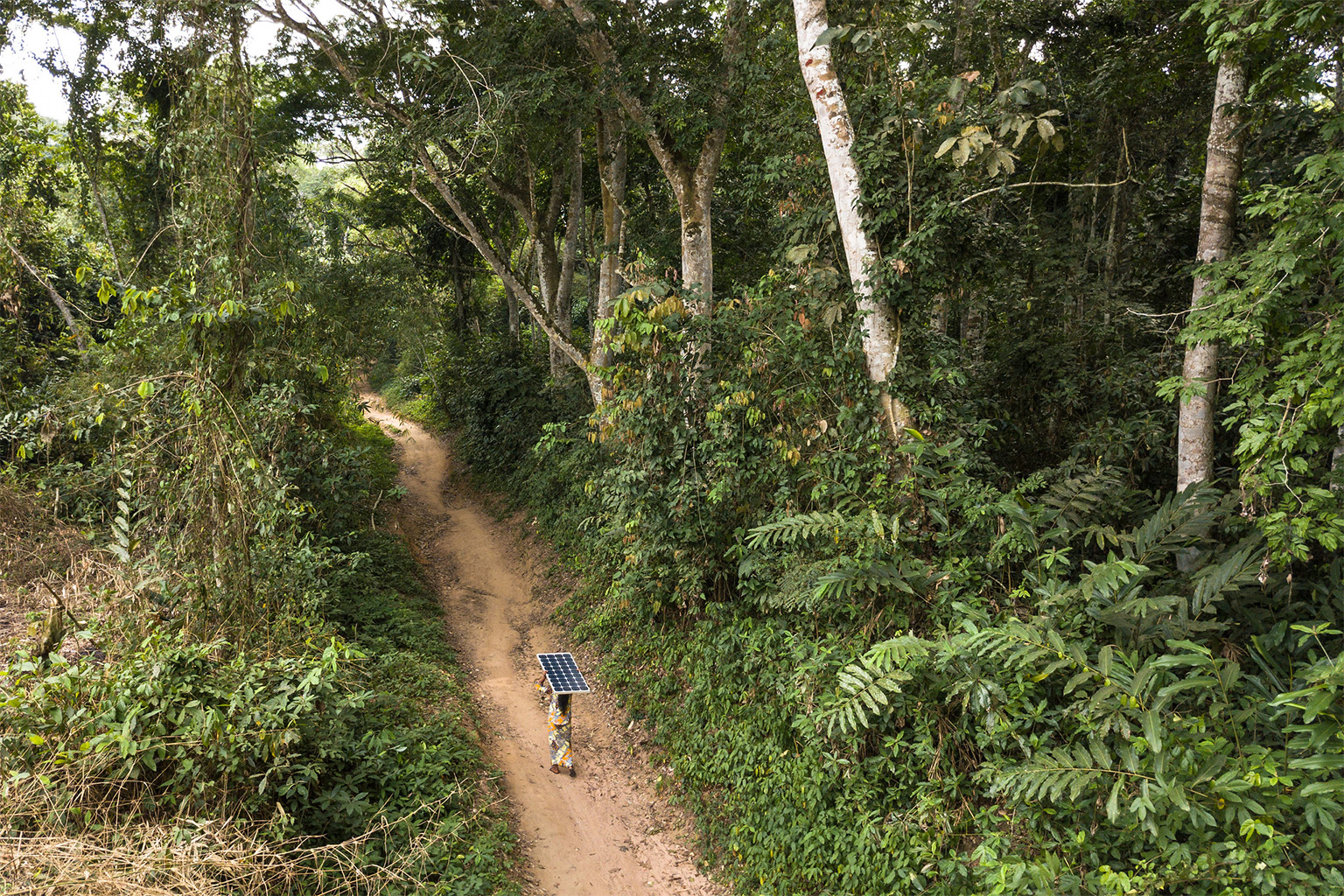 A woman carrying a solar pannel in the tropical forests.