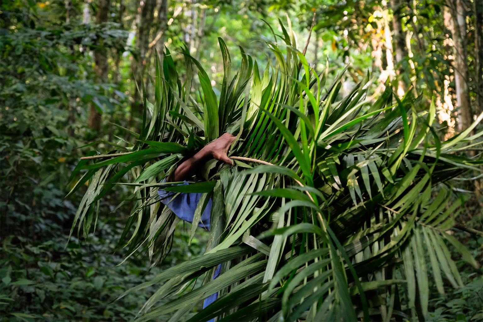 A person collecting leaves to prepare traps in the forest.