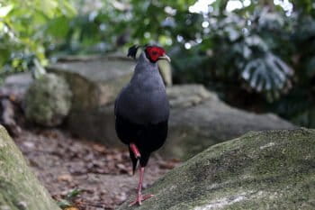 A Siamese fireback.