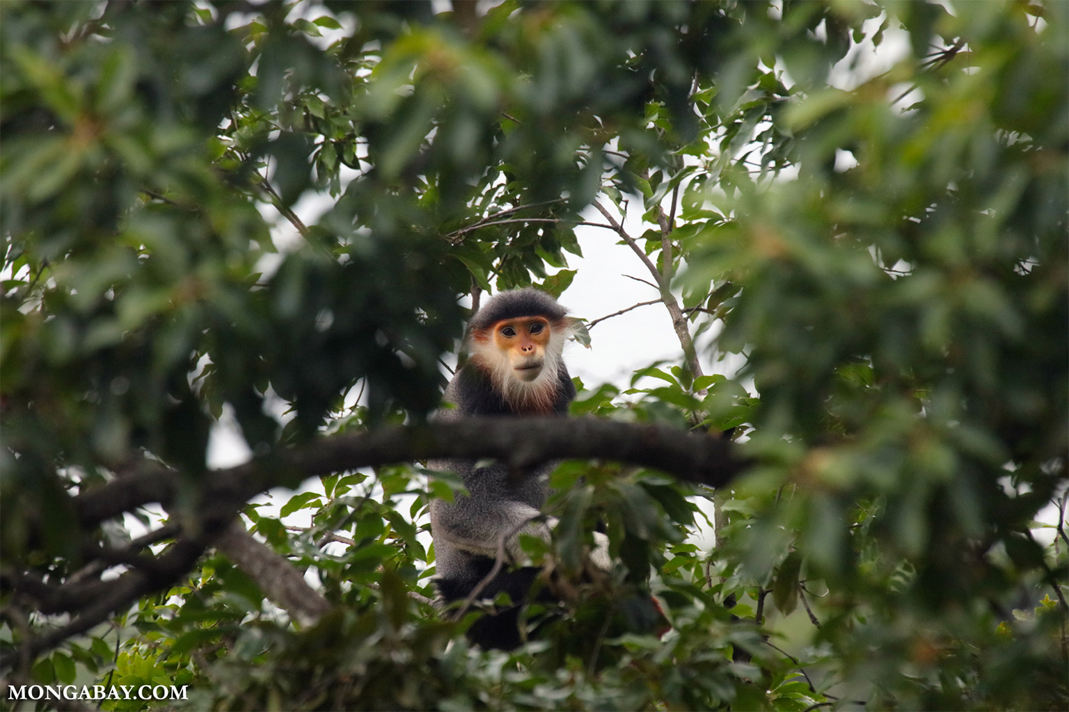 A douc langur in Vietnam. 