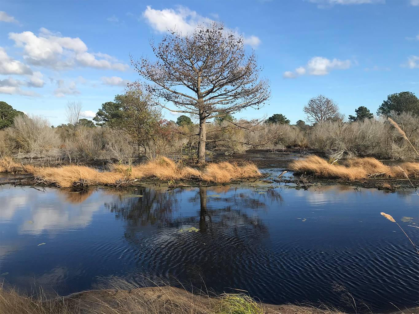 A dying pine in the Pocosin Lakes National Wildlife Refuge. 