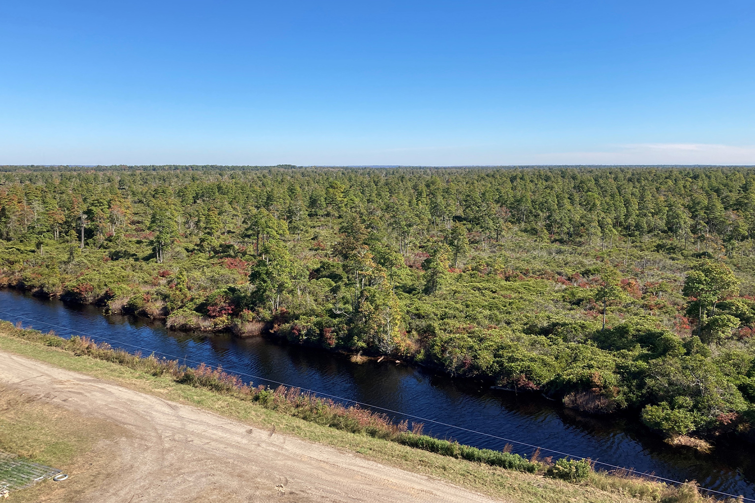 A restored peatland area in the Pocosin Lakes National Wildlife Refuge.