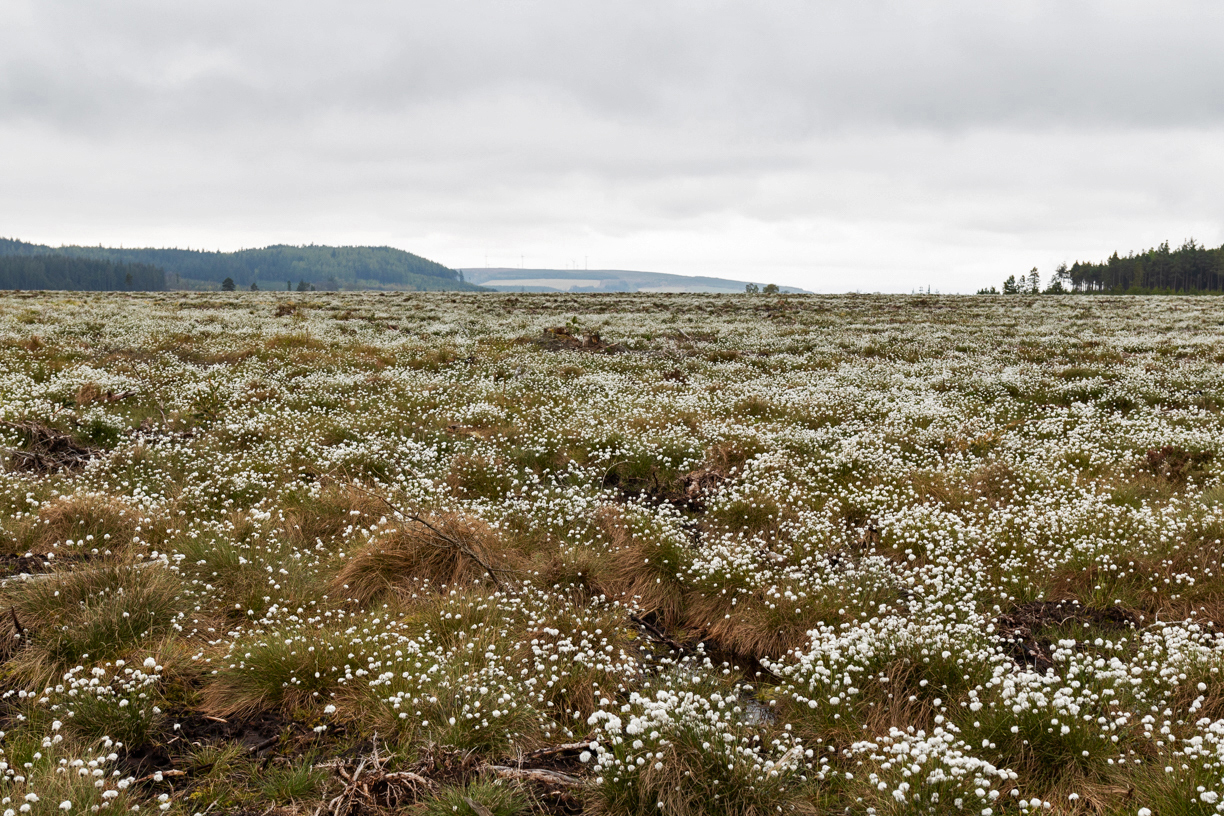 Gow Moss peatland in Scotland.