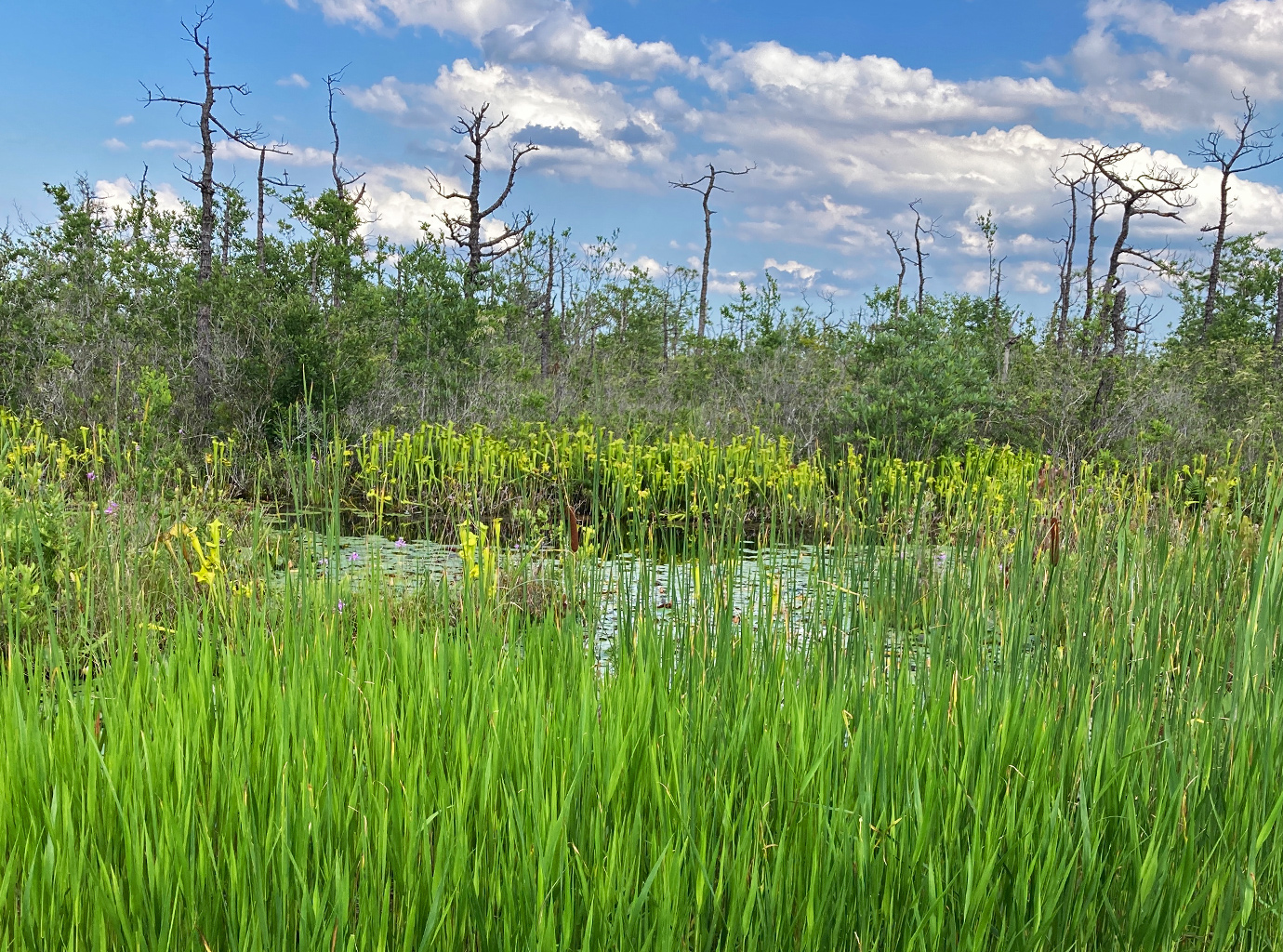 Pitcher plants in a swamp in the Pocosin Lakes National Wildlife Refuge.