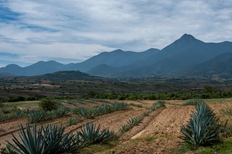 Monoculture plantation of agave espadín (Agave angustifolia) in Oaxaca. Image by Noel Rojo.