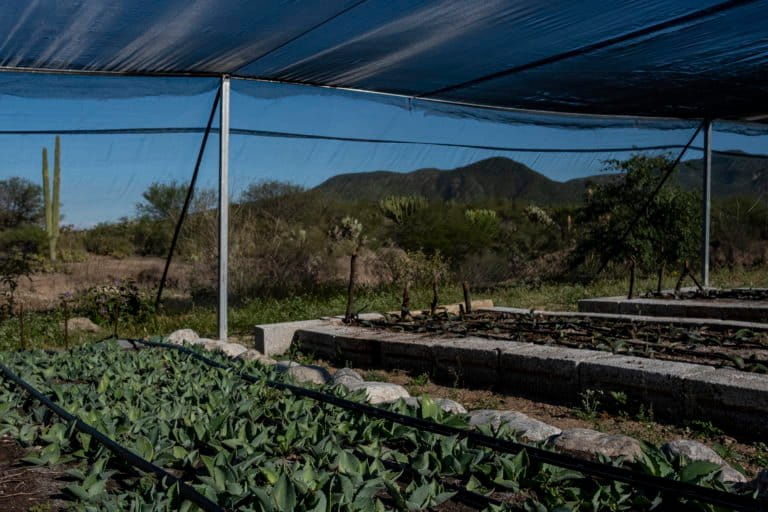 In the nursery in San Juan Raya, thousands of little agave plants are covered from the beaten sun. Image by Noel Rojo for Mongabay.