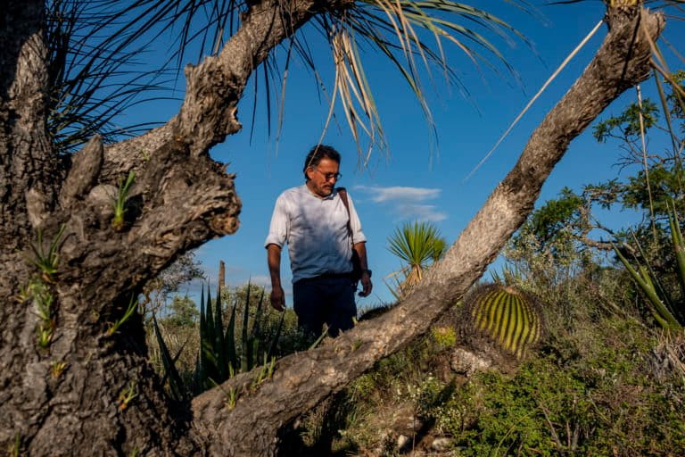 Alfonso Valiente in one of the two plantations in San Juan Raya. Image by Noel Rojo for Mongabay.