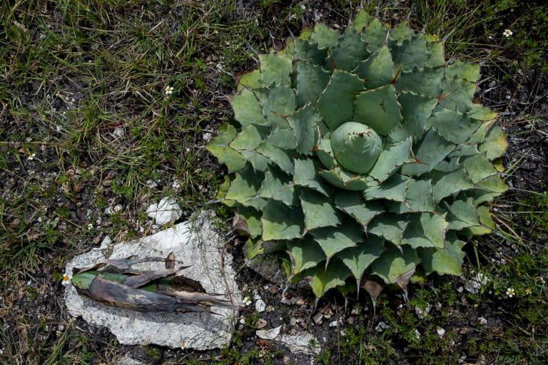 Tobalá agave is a native wild agave used to make mezcal. It takes around 12 years to mature. Image by Noel Rojo for Mongabay.