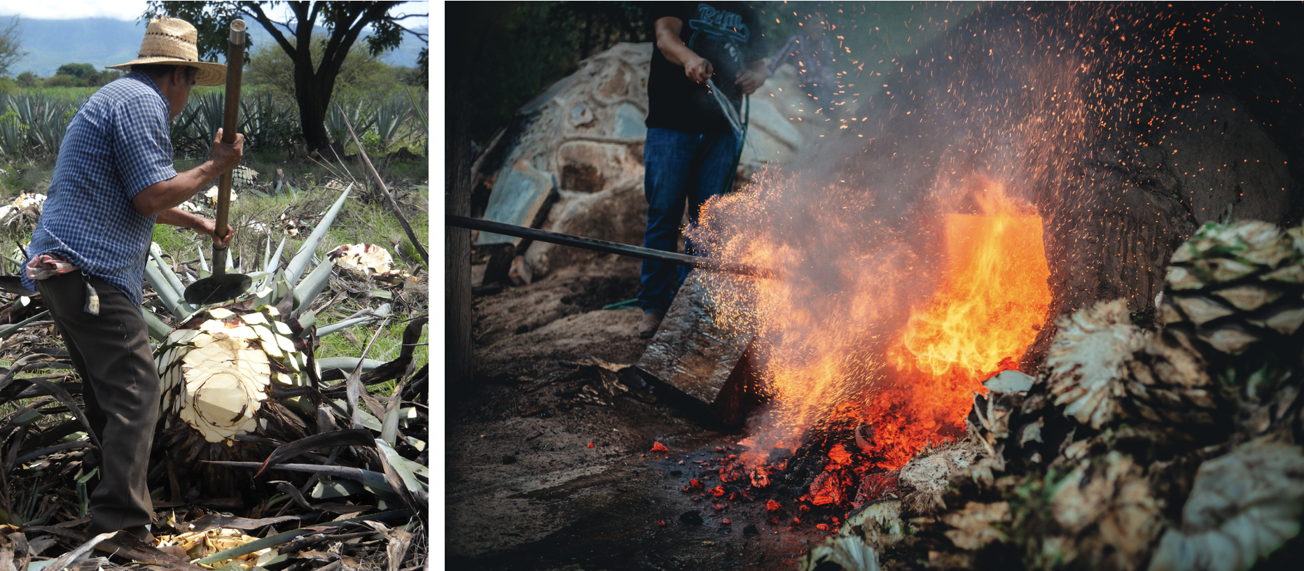 An agave farmer harvesting an agave plant (left). This is then cooked for many days in an underground pit before they are removed from the oven, cooled, and sorted. The agave is then crushed before it begins the fermentation process. Images by Rudy Prather and Mary West on Unsplash.