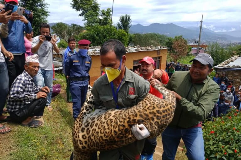 leopard ntnc Nepal