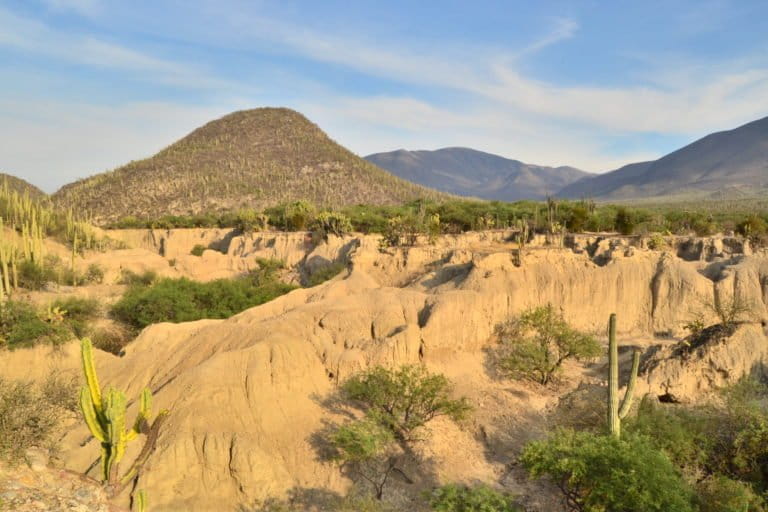 Tehuacán-Cuicatlán Biosphere Reserve is a place with one of the highest concentrations of columnar cacti in the world. Image by Pavel Kirillov via Flickr (CC BY 2.0).