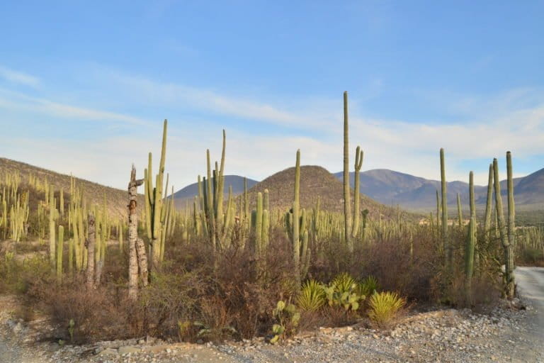 Tehuacán-Cuicatlán Biosphere Reserve is a place with one of the highest concentrations of columnar cacti in the world. Image by Pavel Kirillov via Flickr (CC BY 2.0).