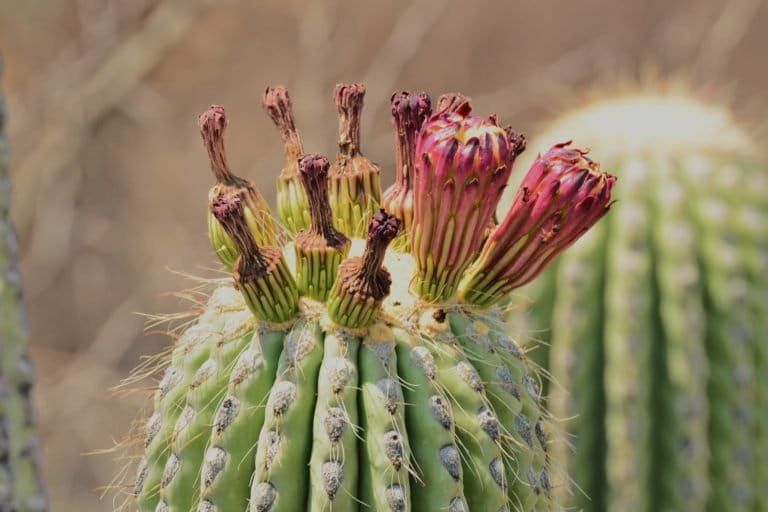 Tehuacán-Cuicatlán Biosphere Reserve is a place with one of the highest concentrations of columnar cacti in the world. Image by Pavel Kirillov via Flickr (CC BY 2.0).