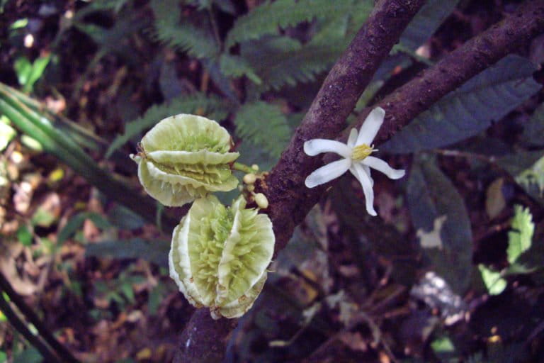 Carpotroche caceresiae fruits and flower.