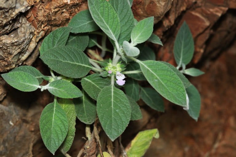 Plants of Gomphostemma phetchaburiense, known as the “garland of nails."