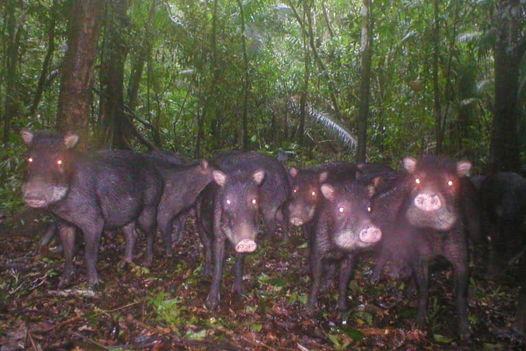 A herd of white-lipped peccaries.