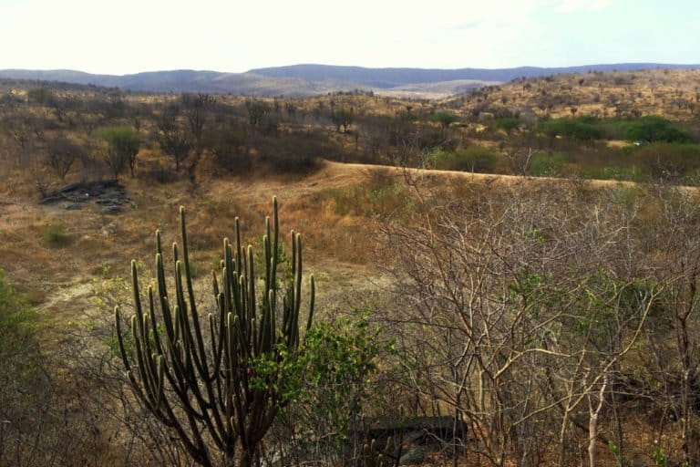 The Caatinga landscape.