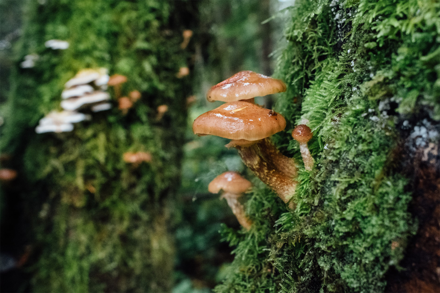 Wild mushrooms.