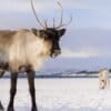 Tromsø Arctic Reindeer and Sami Experience in Krokelvdalen, Norway. Image by Nicolas Lafargue via Unsplash.