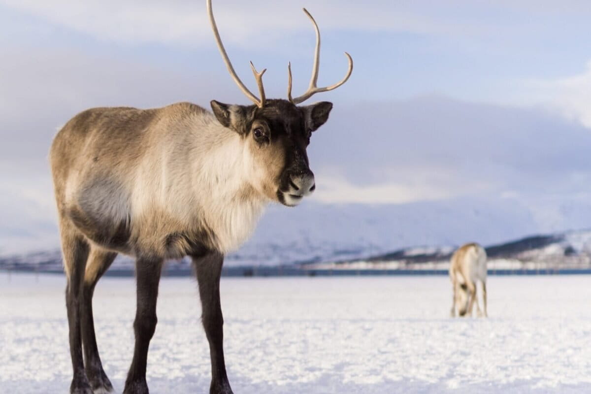 Climate change puts pressure on reindeer populations, both wild & domestic herds