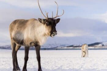 Tromsø Arctic Reindeer and Sami Experience in Krokelvdalen, Norway. Image by Nicolas Lafargue via Unsplash.