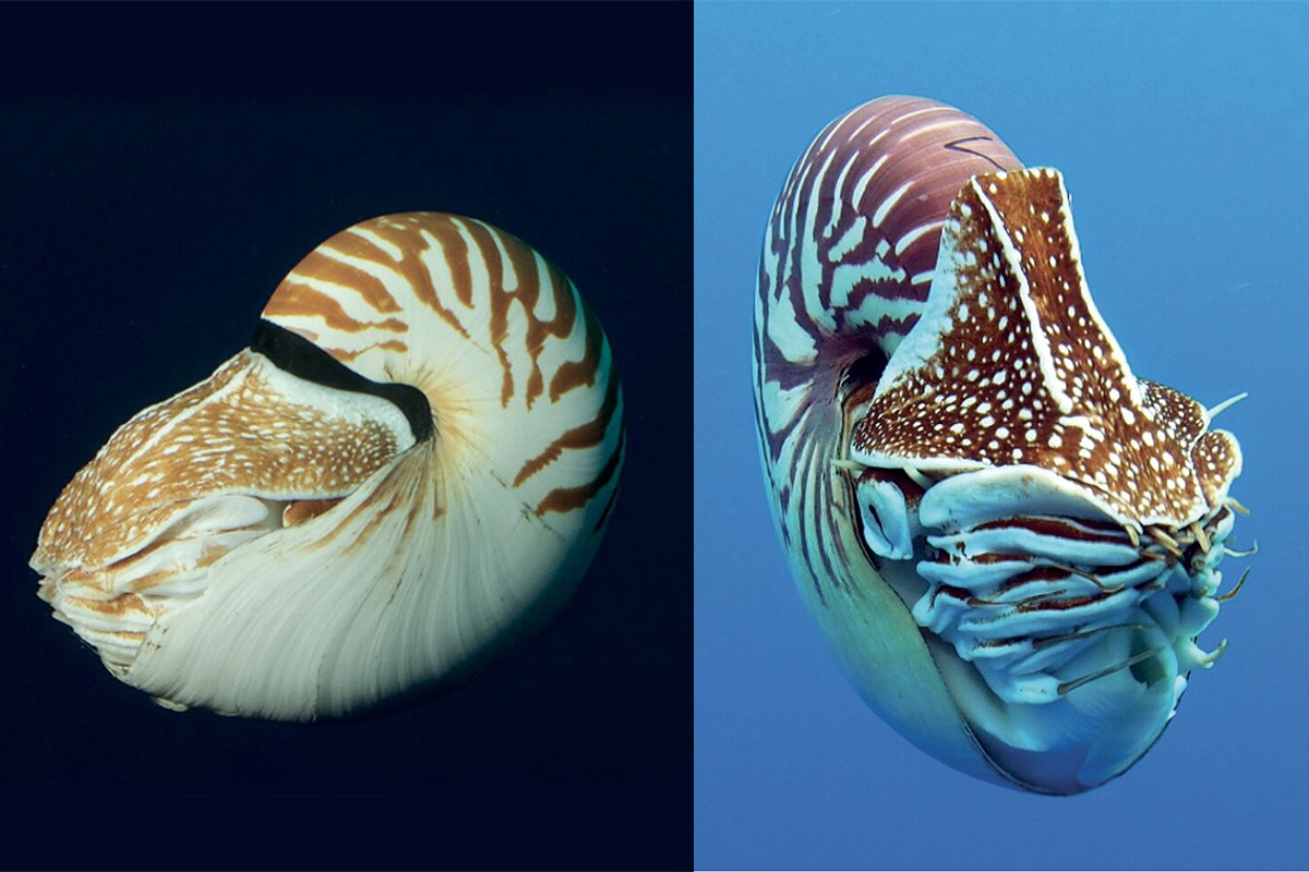  Nautilus vitiensis (left) and Nautilus vanuatuensis.