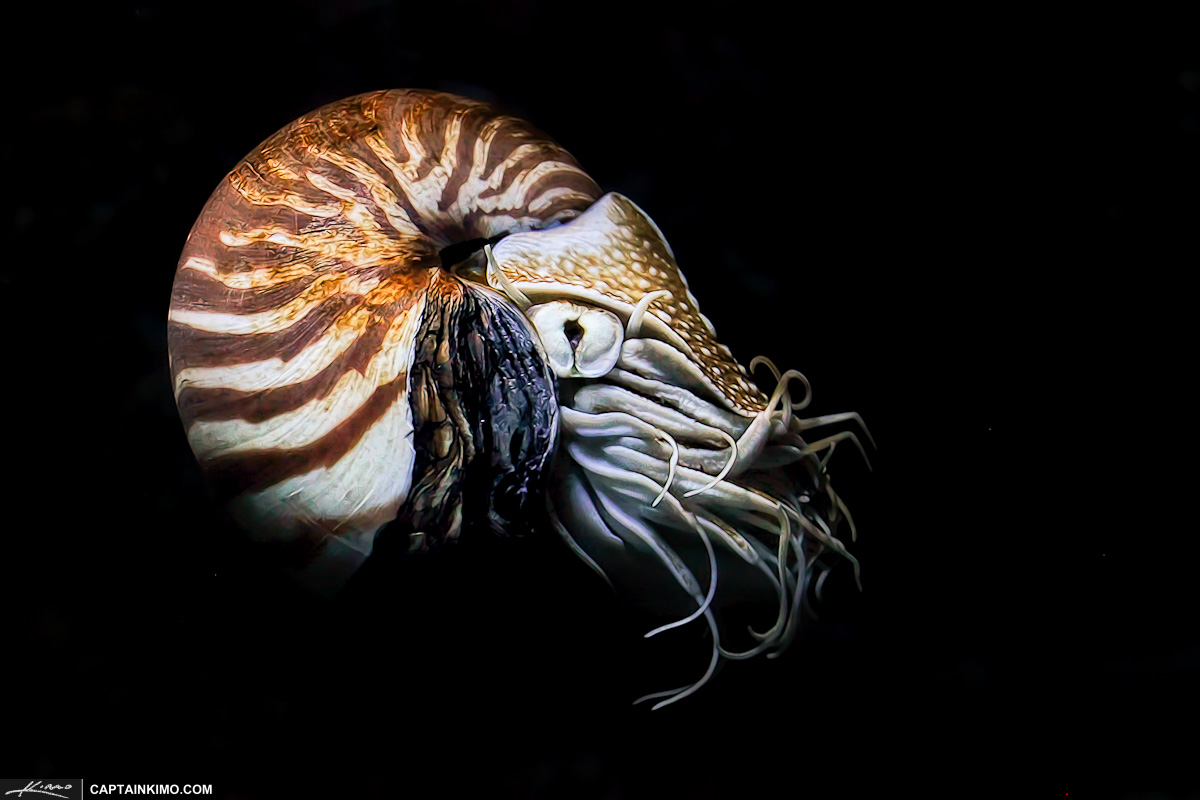 Nautilus pompilius.