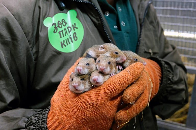 The Kyiv Zoo captive breeds European hamsters before they are released into the wild. Photo by Bogdan Skulskii for the Kyiv Zoo.