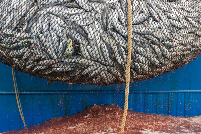 A net bulging with tuna and bycatch.