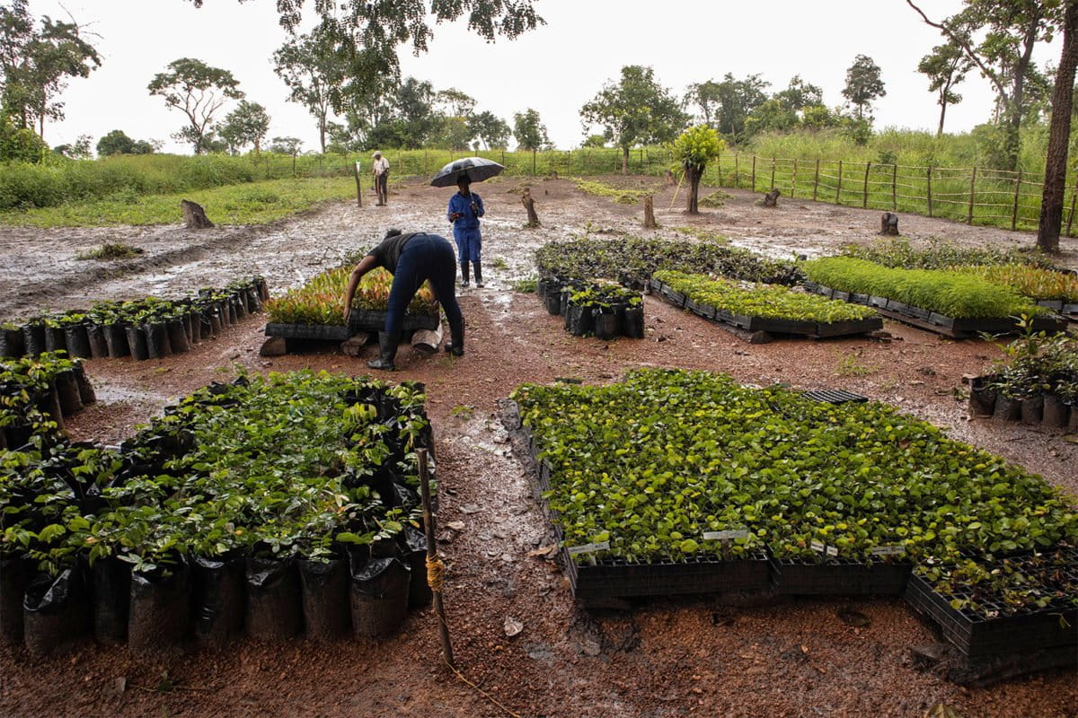 Preparing indigenous seedlings for areas of Katanino that are too badly damaged to regenerate themselves. Image by Sybryn Maes.