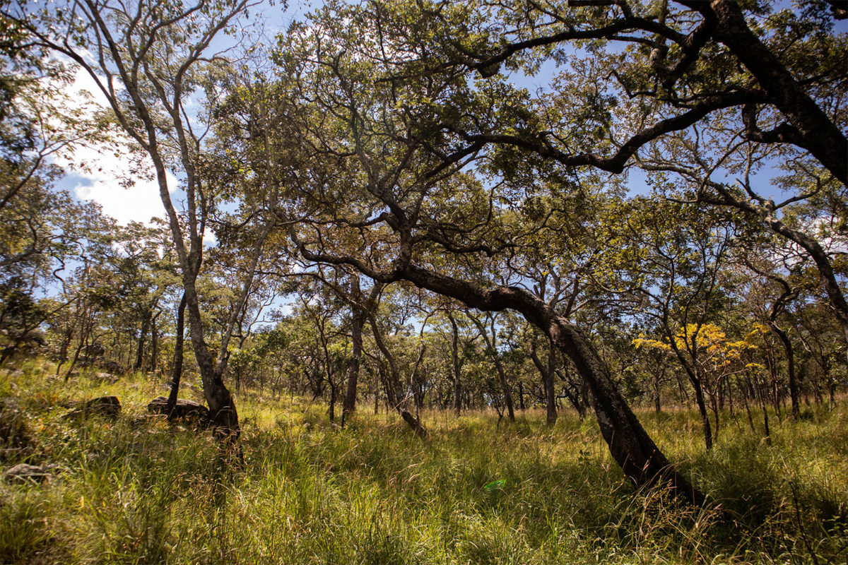 Trees with green grass growing at their feet in a miombo forest in Zambia. Image by Sybryn Maes.