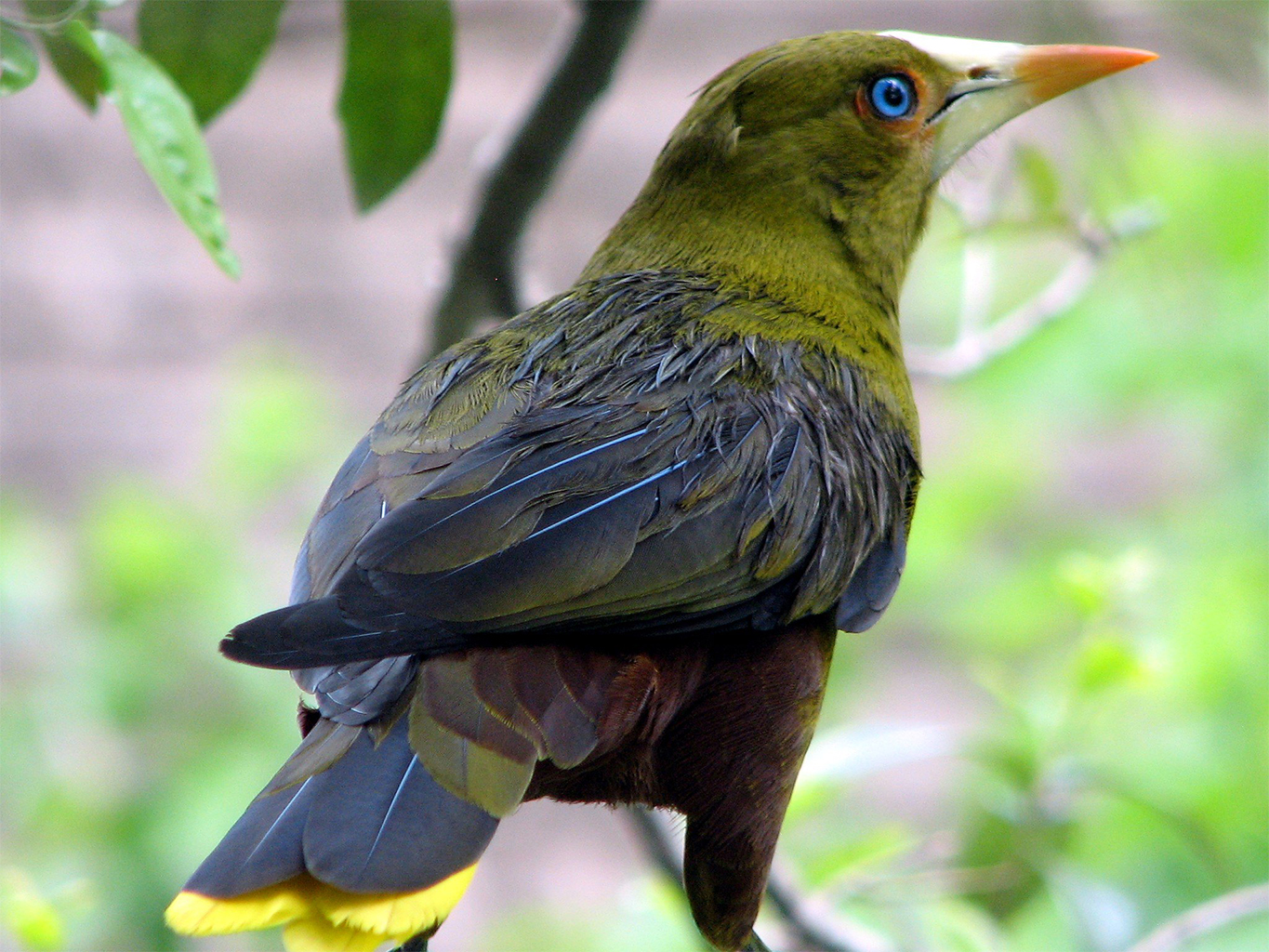 A Green Oropendola (psarocolius viridis).