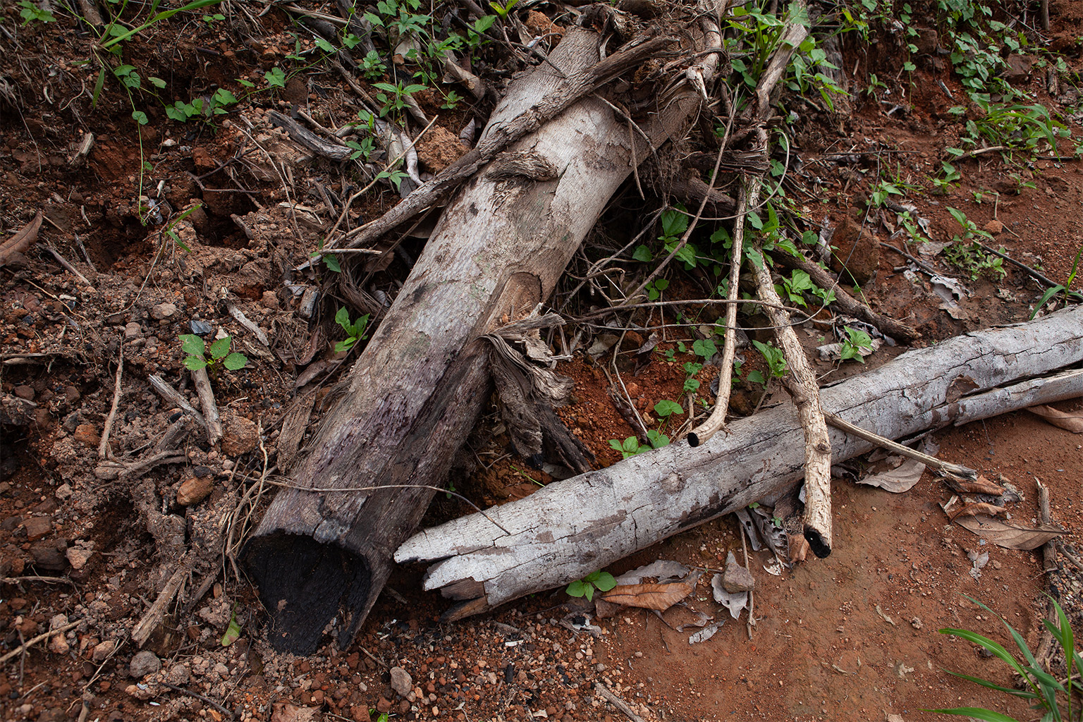 Cut-down trees.