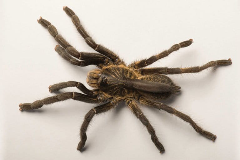 A brown Ceratogyrus attonitifer on a smooth white surface fills the frame. Known as chandachuly in its native Angola, this tarantula has a horn on its back longer than any found on similar species from the same genus. Image courtesy of John M. Midgley, Ian Engelbrecht