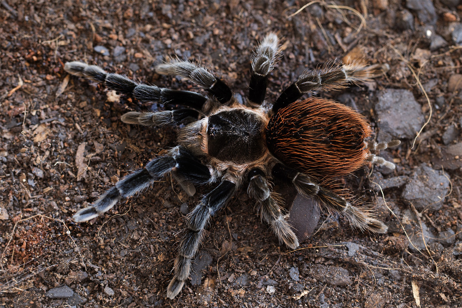 Des scientifiques transforment des araignées mortes en pinces mécaniques 