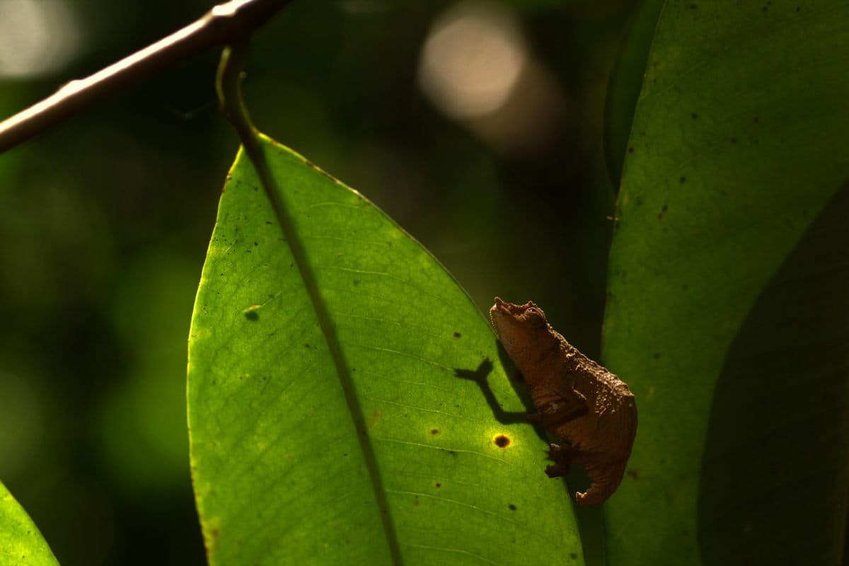 A pygmy chameleon