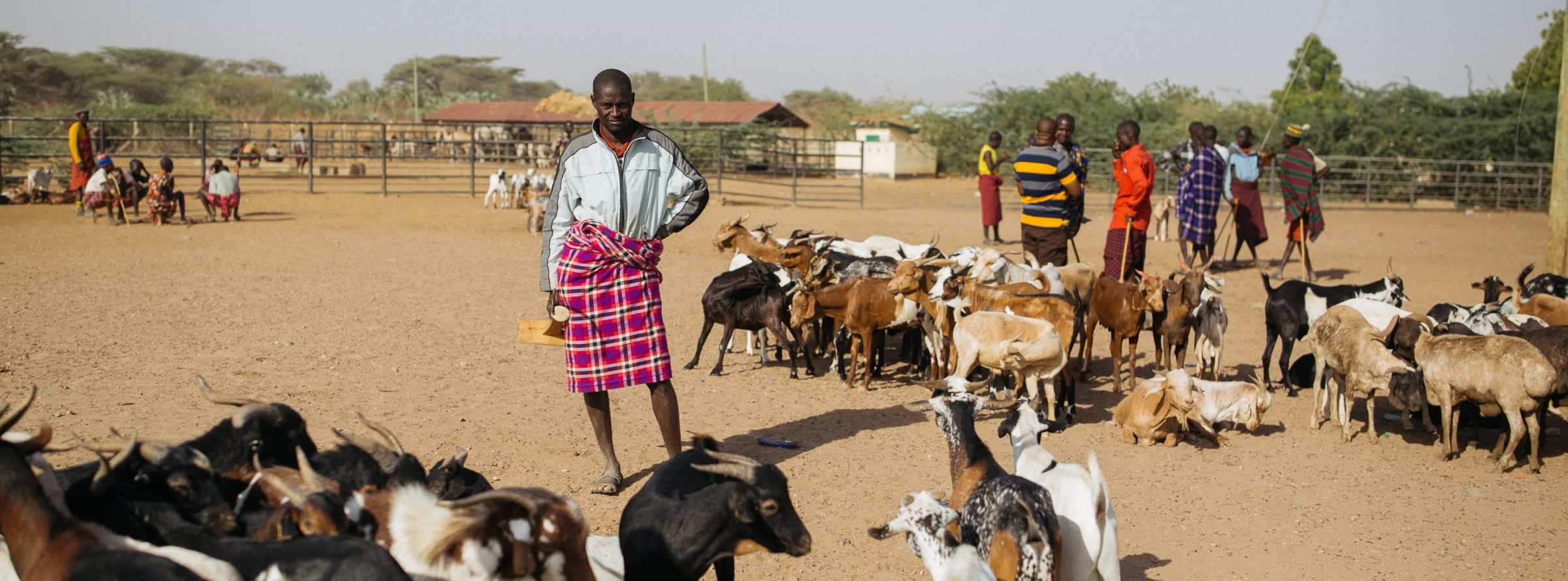 The daily livestock market in Lodwar, Turkana County's biggest business hub. Image by Kang-Chun Cheng.