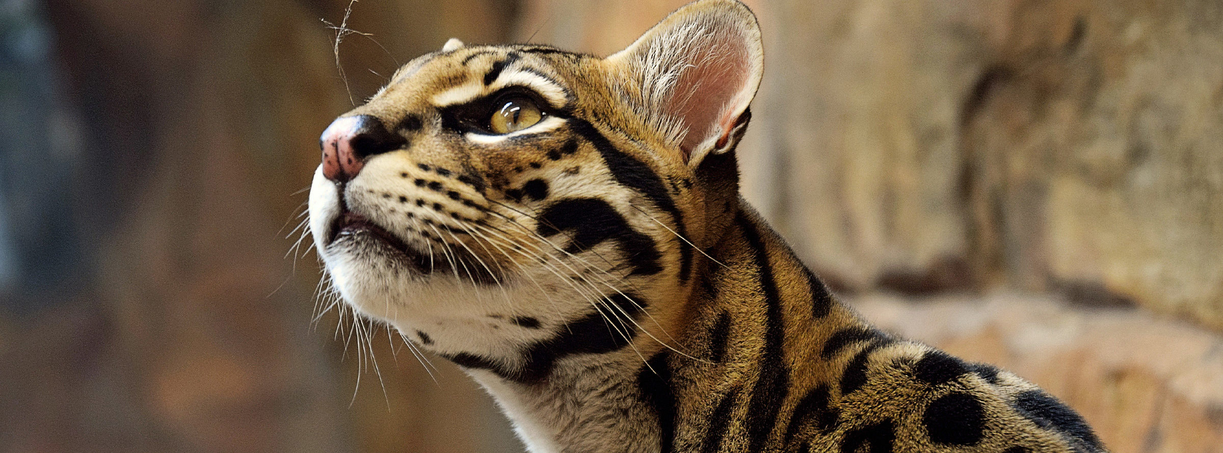 An ocelot.