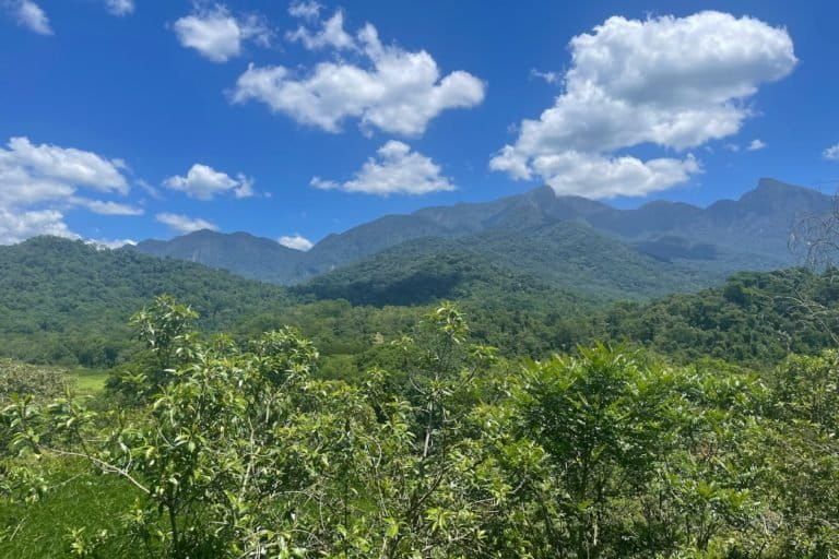 Guapiaçu River Basin forest.