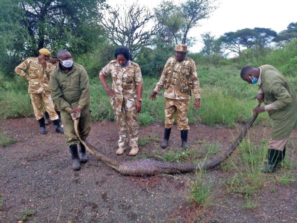 Climate change is exacerbating human-wildlife conflict, but solutions ...