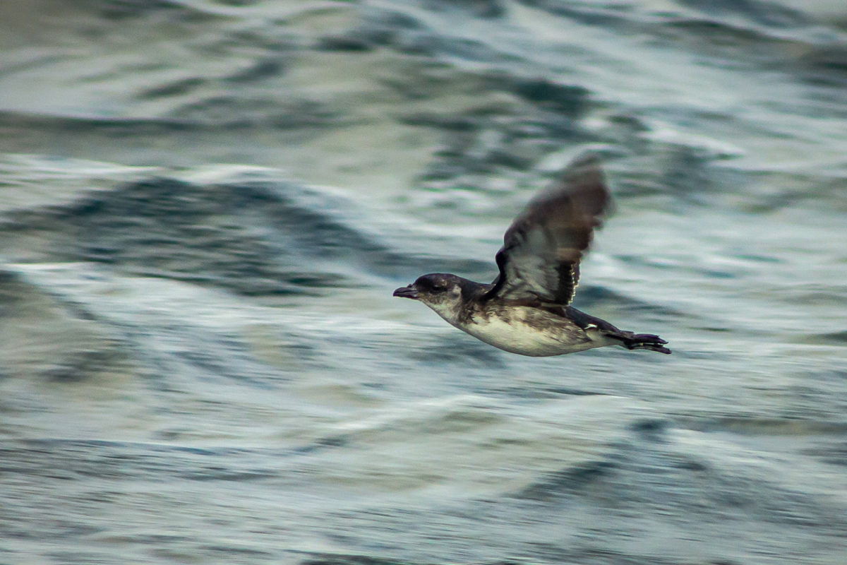 A Peruvian diving petrel in flight.