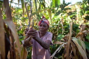 A farmer embracing agroecological approaches in Haiti. Photo credit: Ben Depp