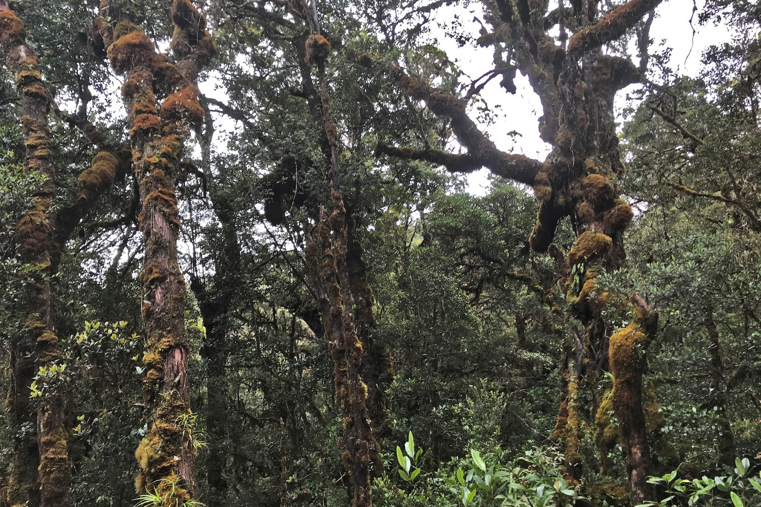 Trees in the Higaunon Indigenous community conserved area in Misamis Oriental.