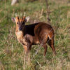 A muntjac.