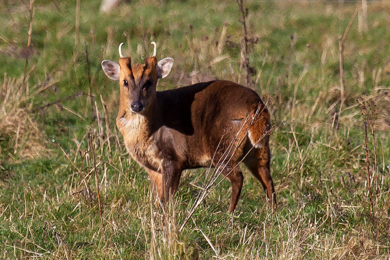A muntjac.
