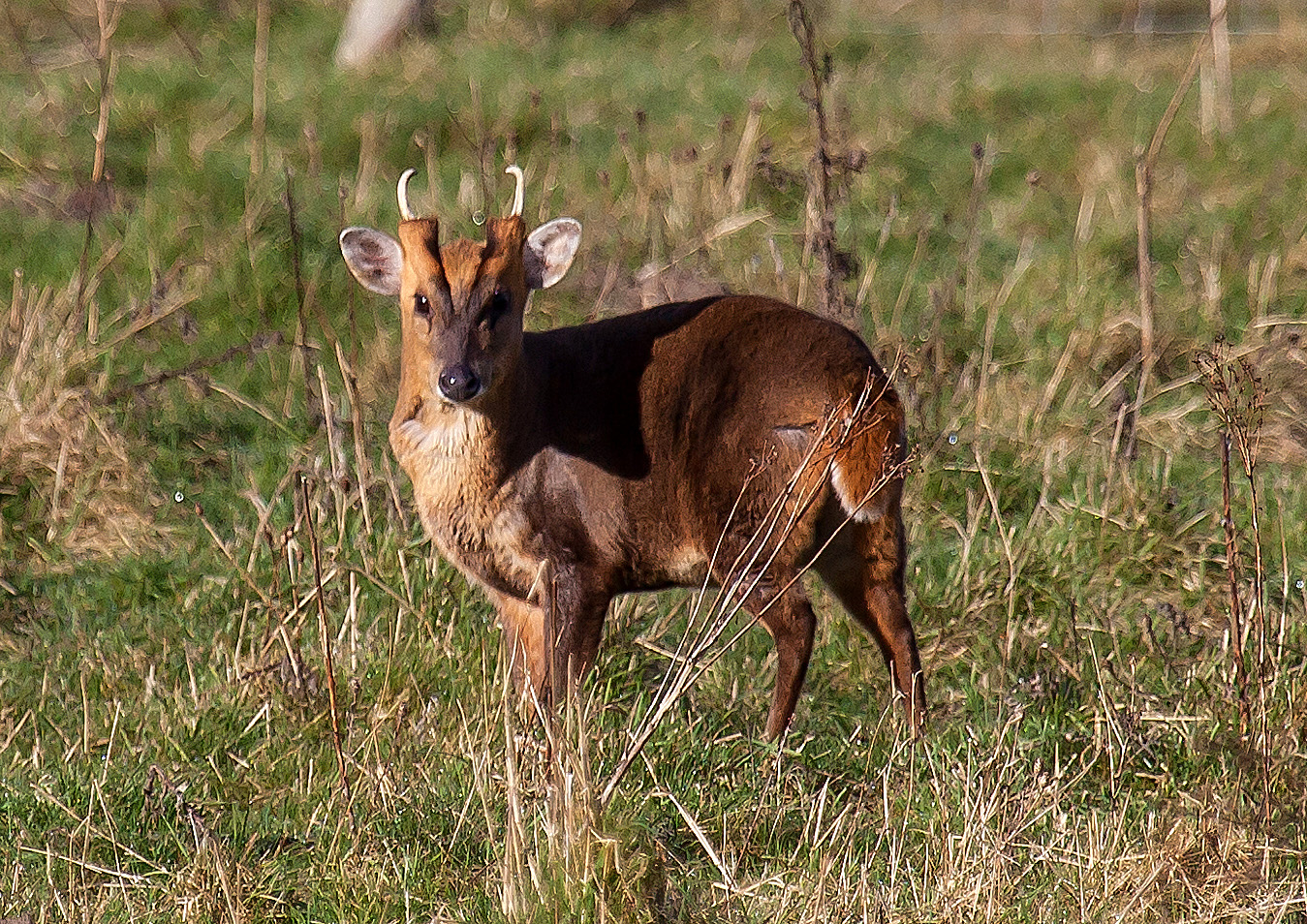 A muntjac.