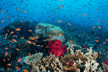 Coral reef ecosystem in Fiji. Photo courtesy of Global Fund for Coral Reefs.