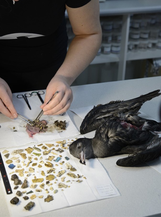 Flesh-footed shearwater necropsy with ingested plastic. 